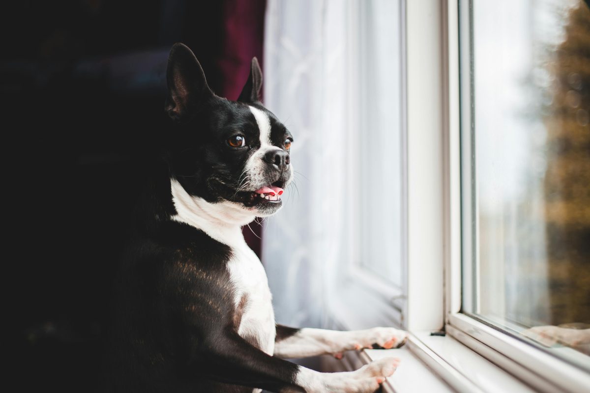 Dog looking out the window waiting for its owner