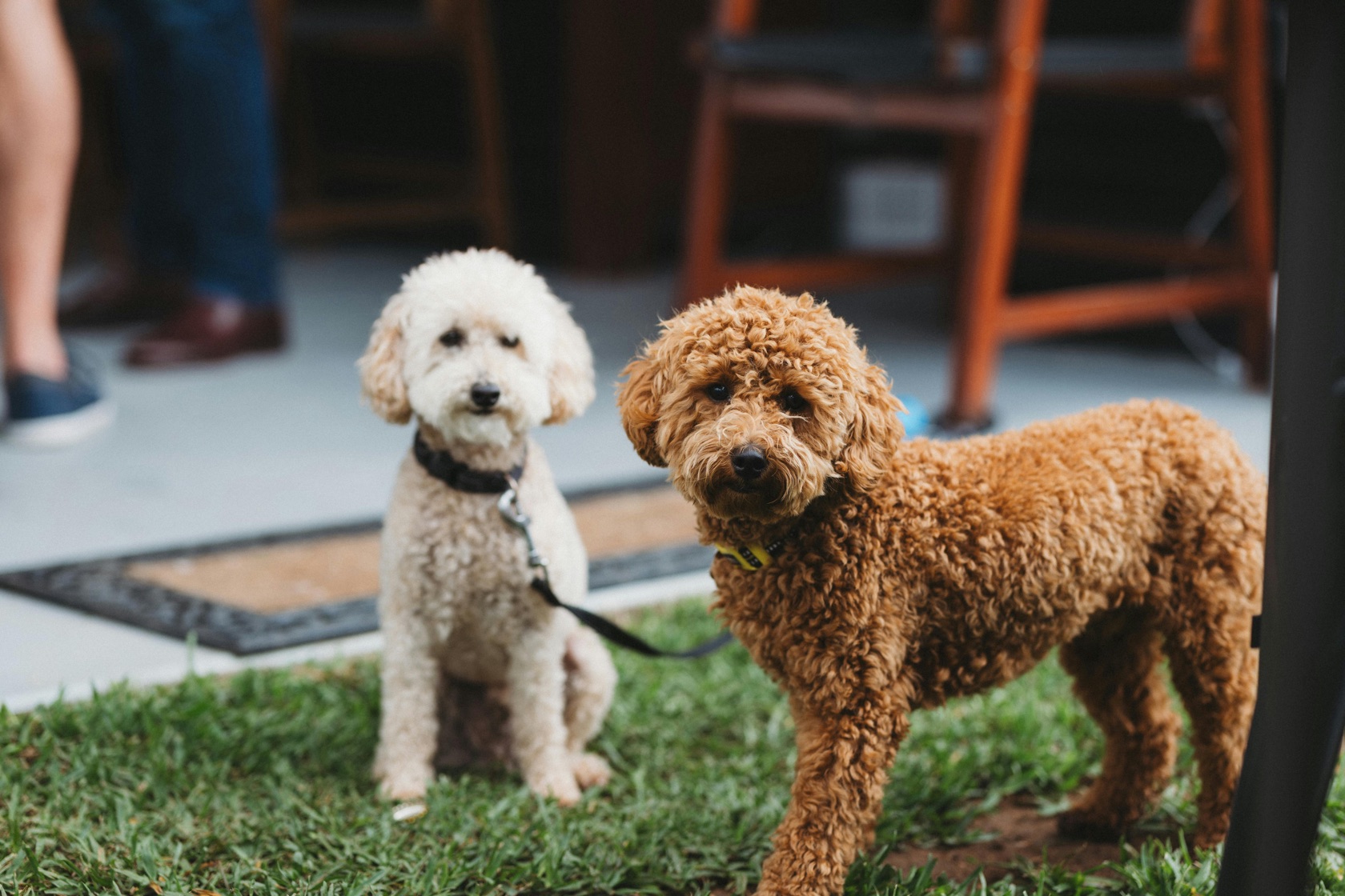 Two differently looking dogs — choosing breed and temperament
