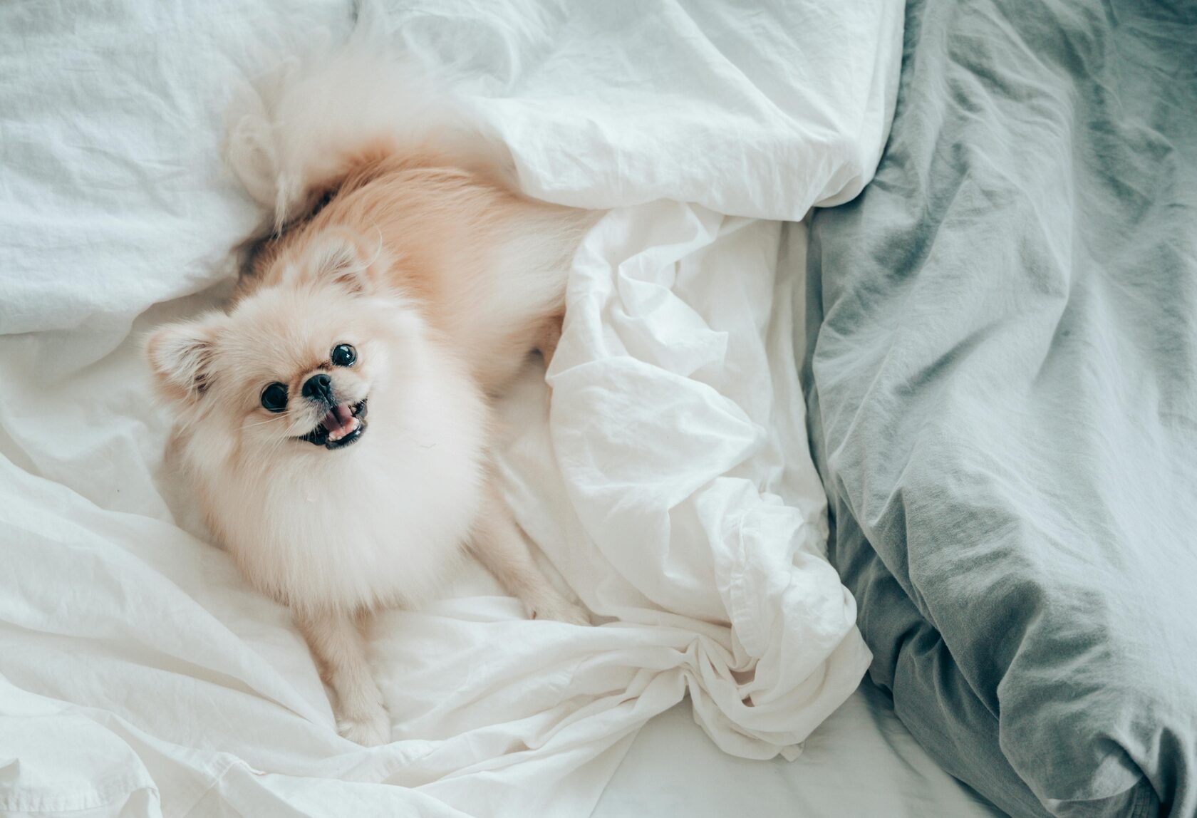 A calm dog resting before a stay with a caregiver