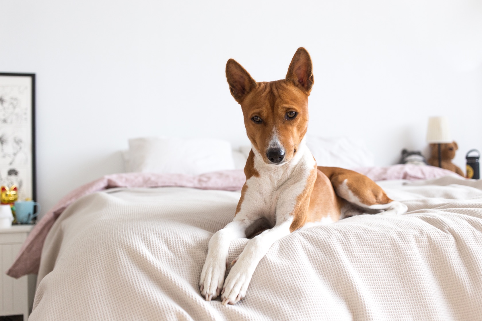 Dog resting at home before care begins