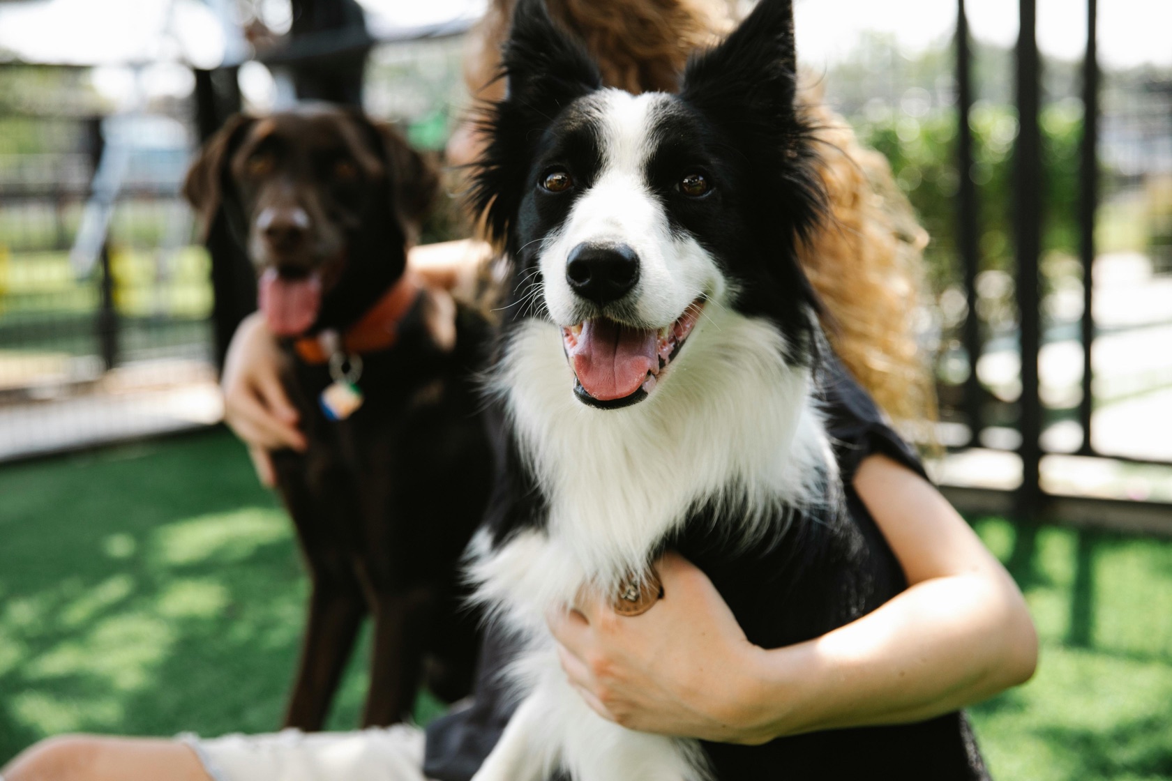 Two dogs with a caregiver during outdoor activity