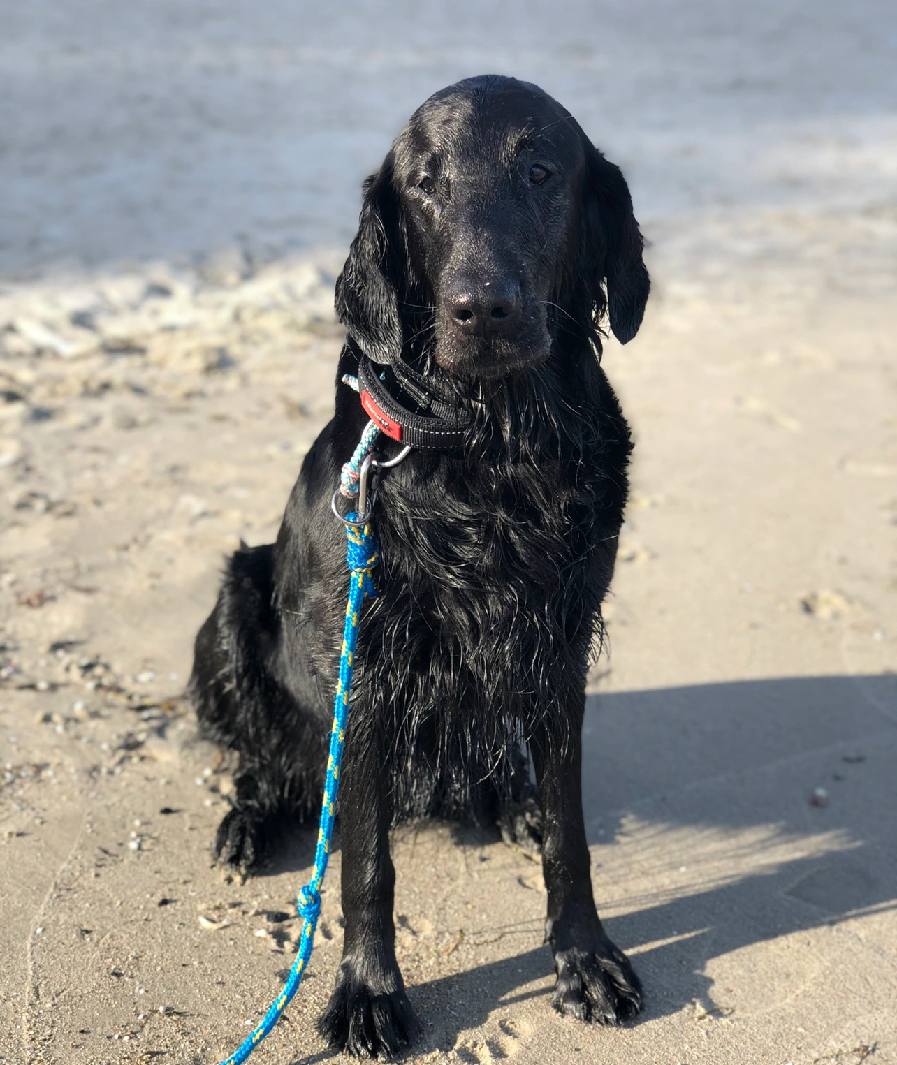 A wet black dog resting on a beach