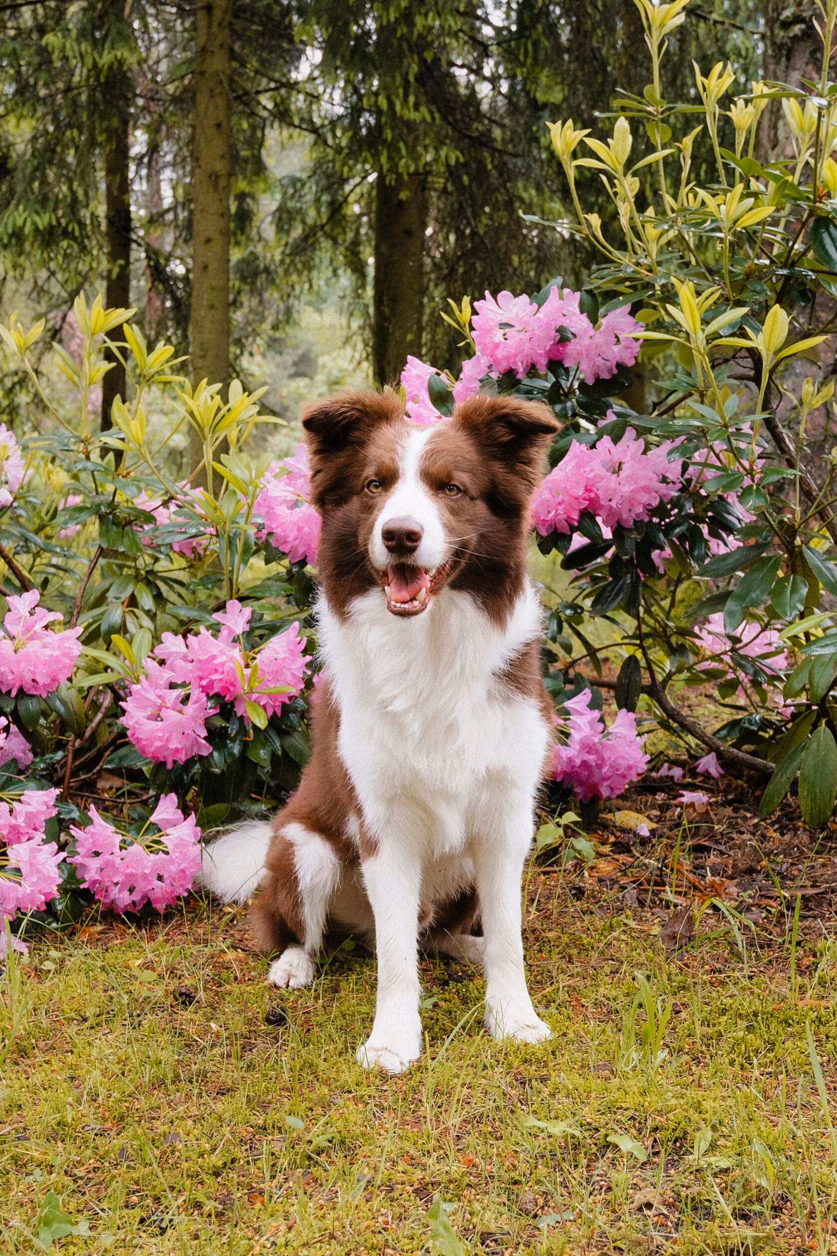 A border collie in a garden — an example of an active dog breed