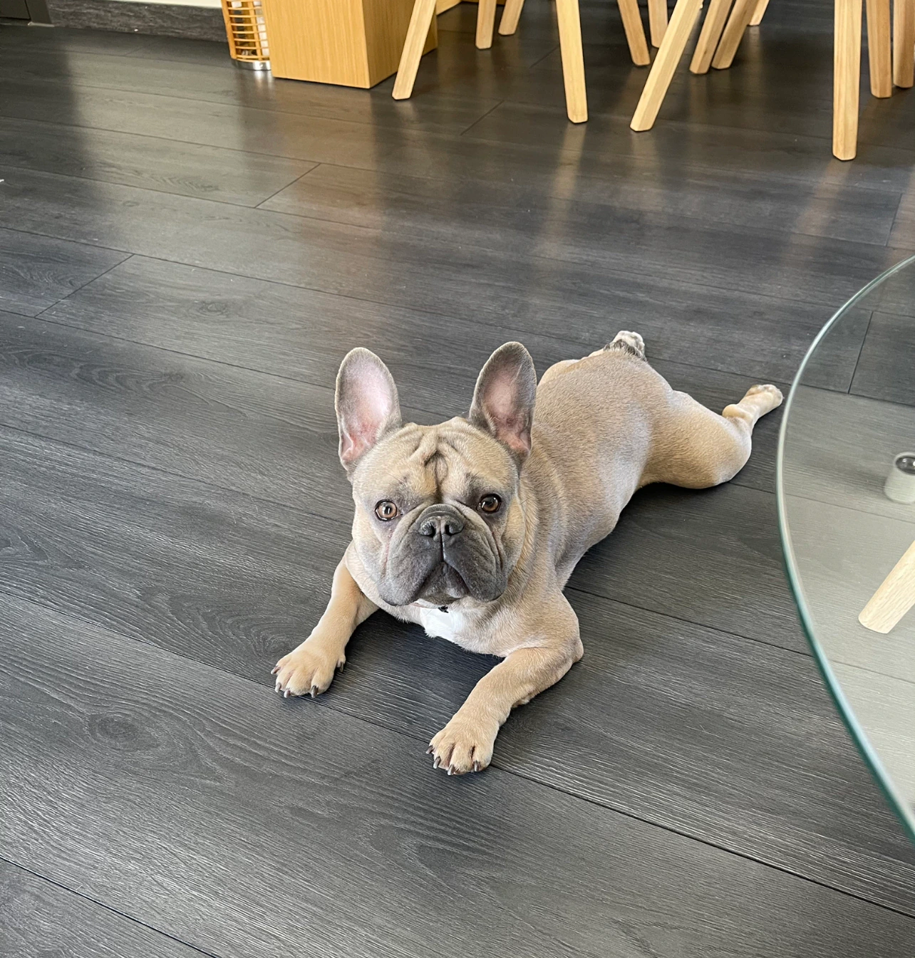 A dog resting at home during a care booking