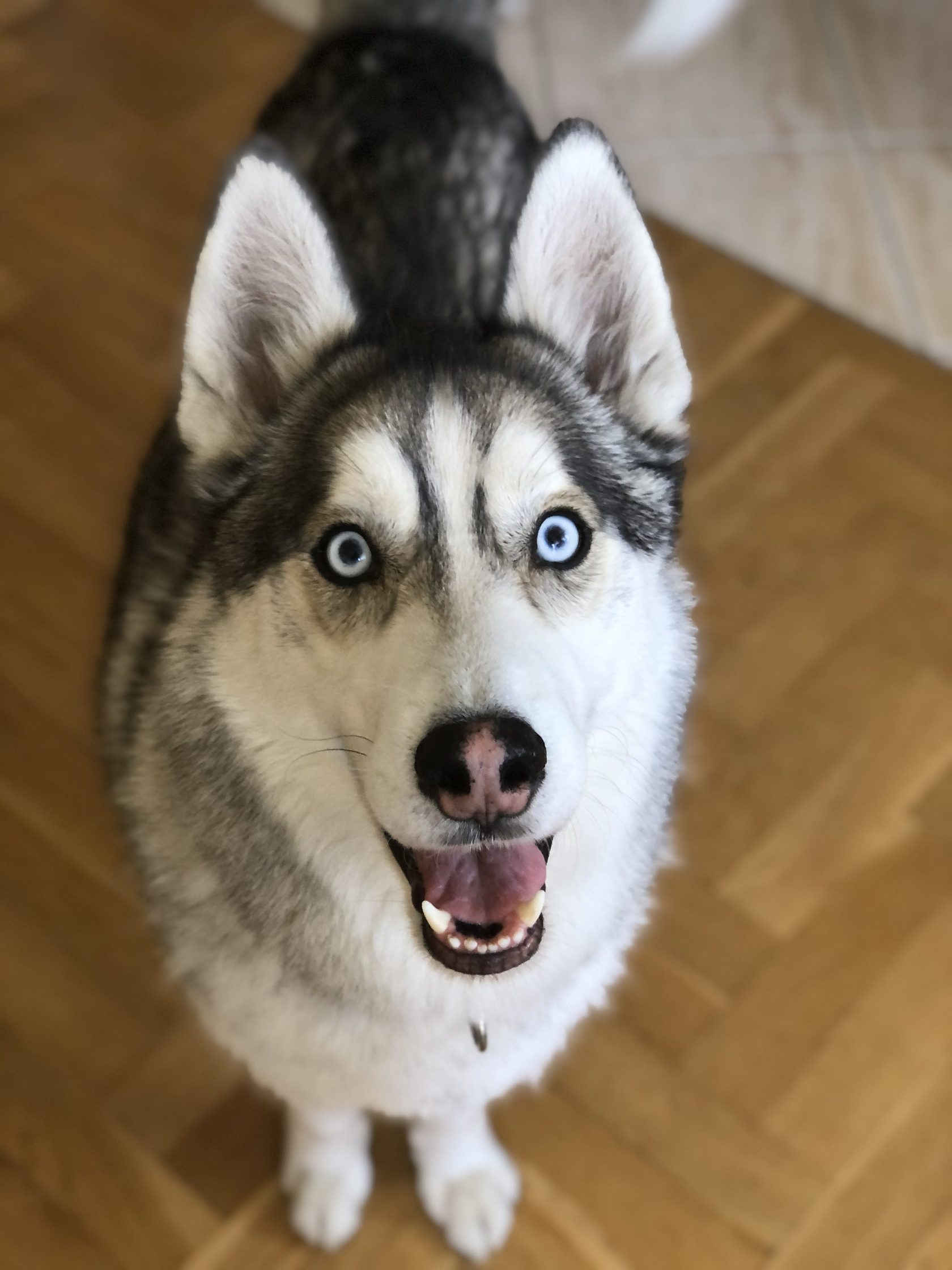 A husky calmly waiting for care at home