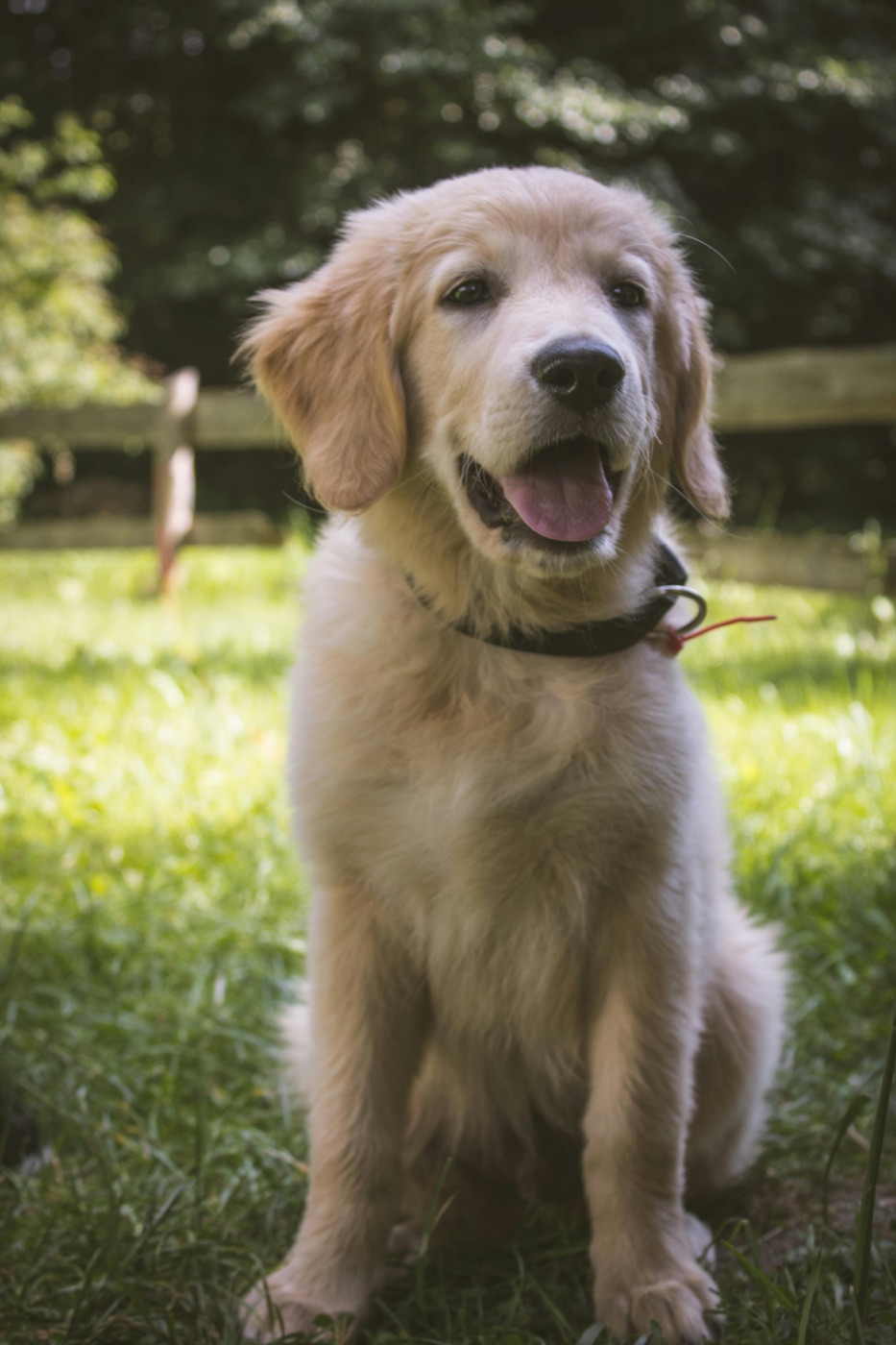 A puppy during a calm walk before adoption