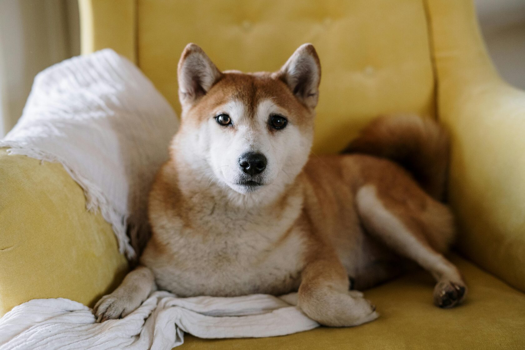 Dog alone at home waiting for its owner