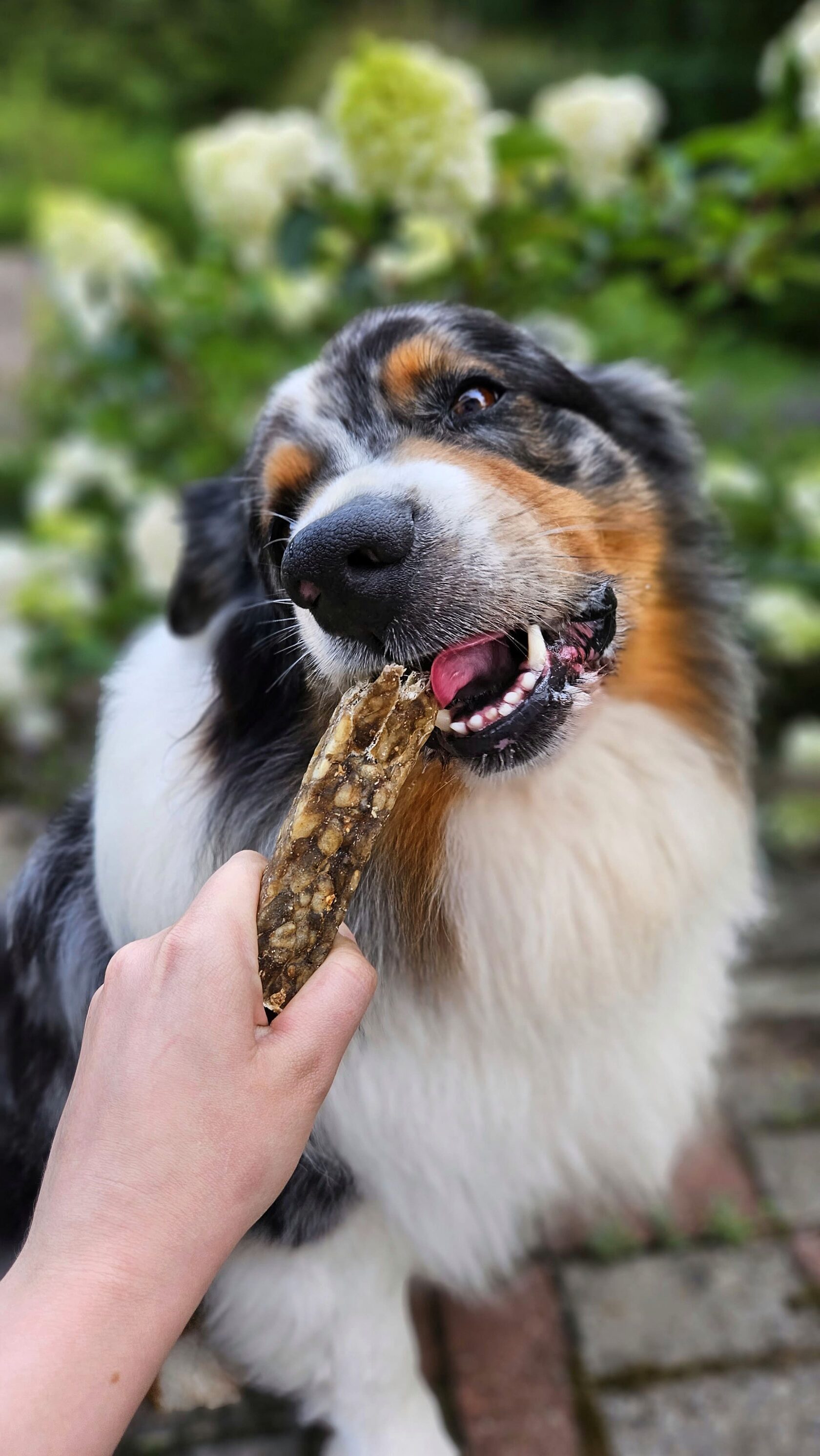 Dog treat bars