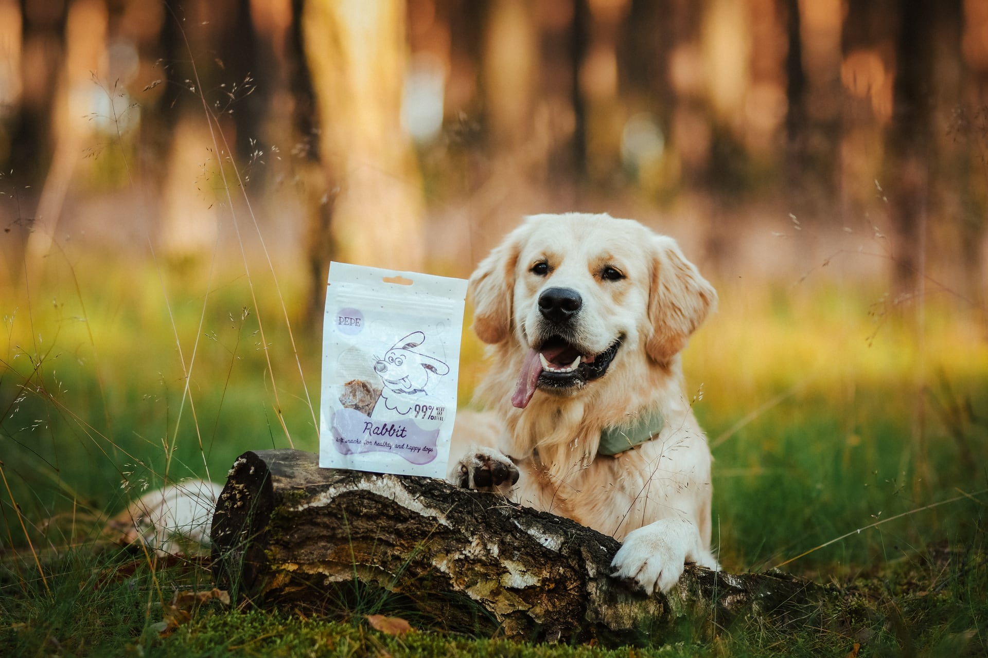 Golden retriever ze smaczkami dla szczeniaka