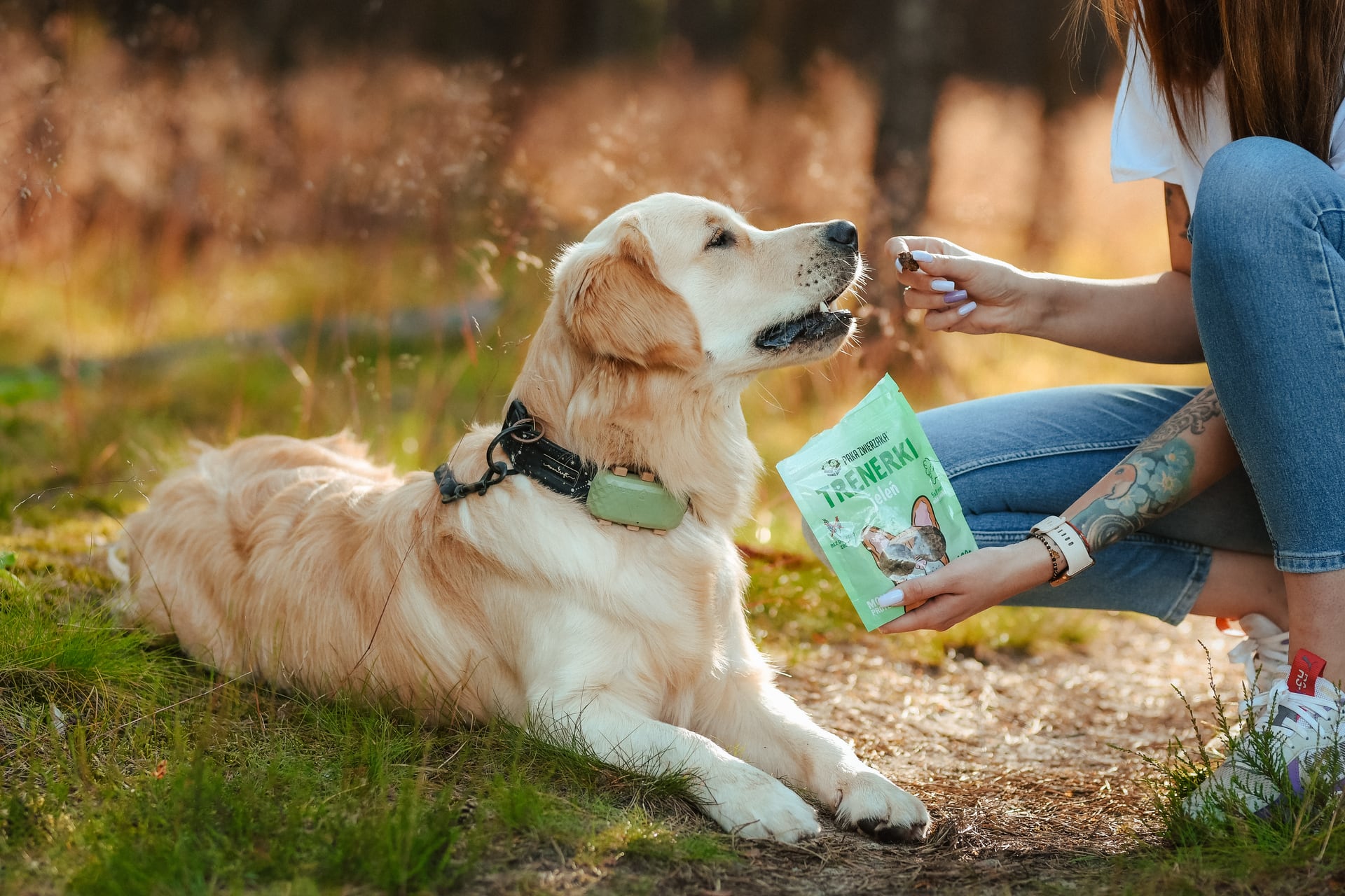 Golden retriever otrzymujący przysmak treningowy