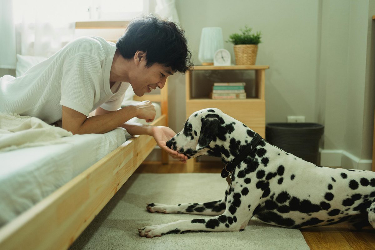 Dog taking a treat from a hand