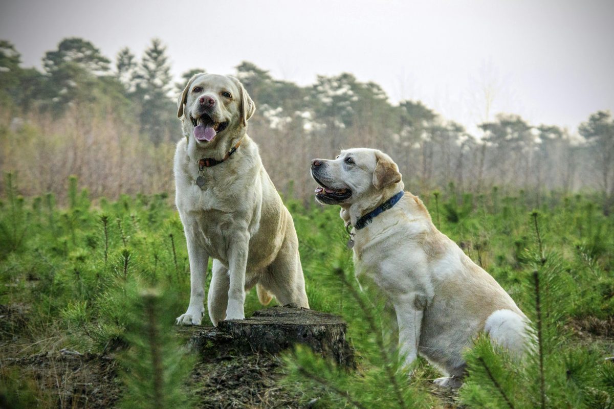 Two calm dogs sitting together on the grass