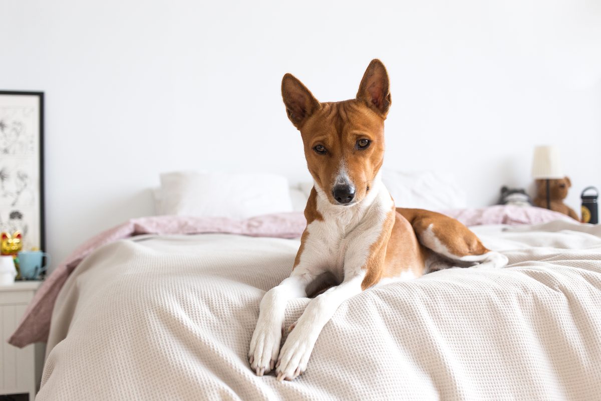 Sad dog lying on a bed showing signs of stress