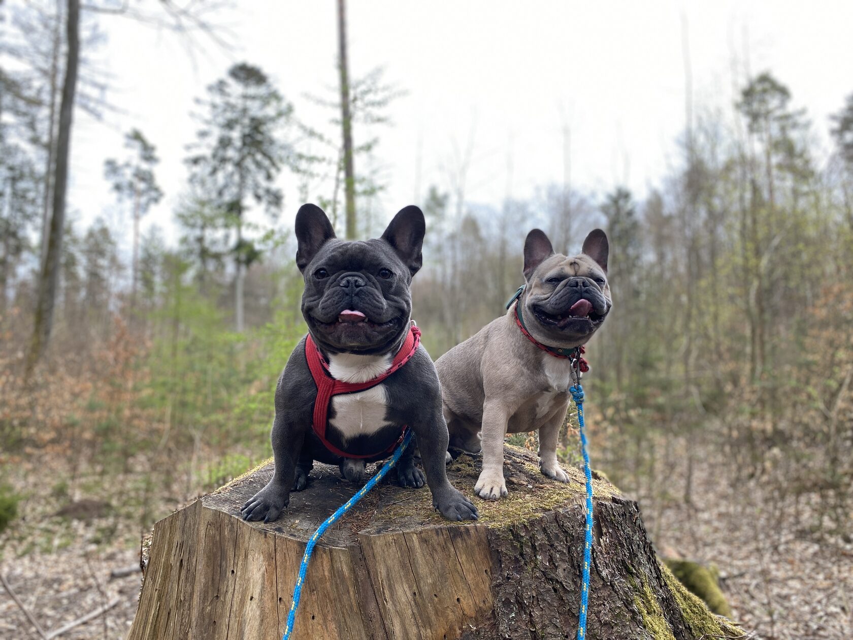 How pet care in Gdańsk works