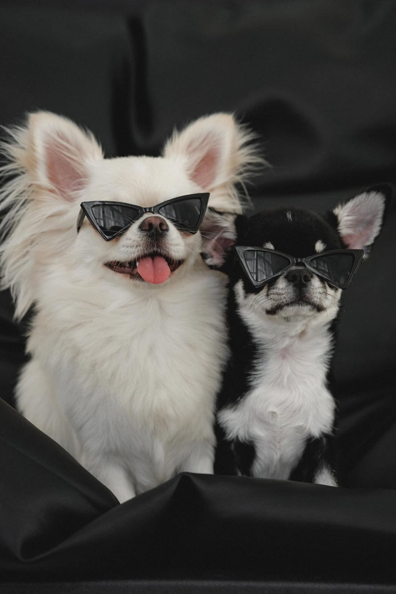 Alvis pet sitter in Gdynia