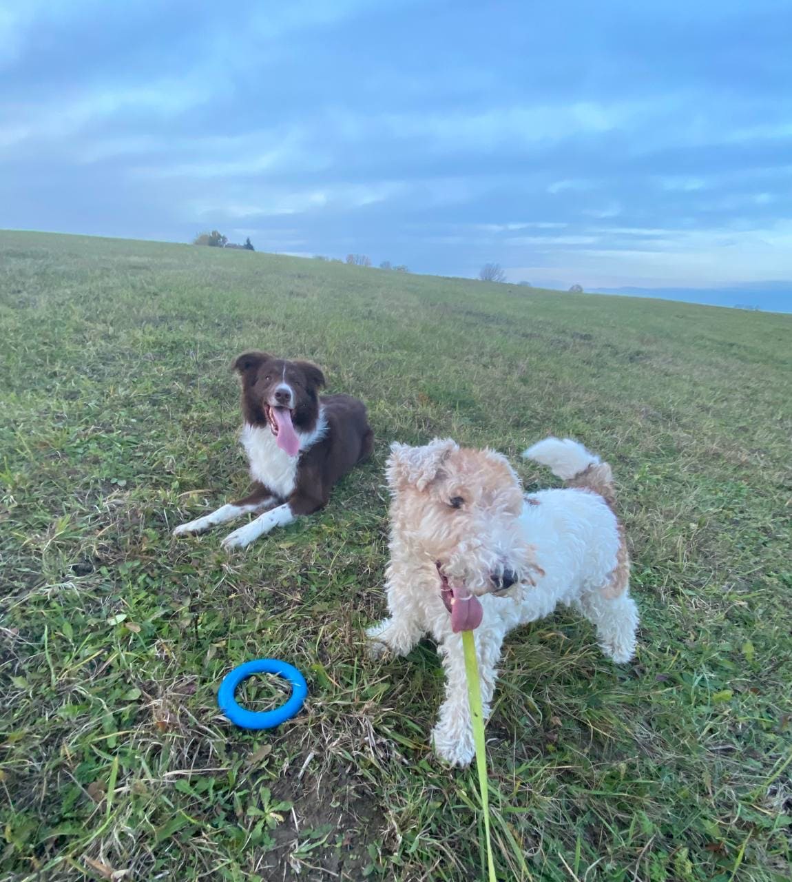 How pet care in Gdynia works