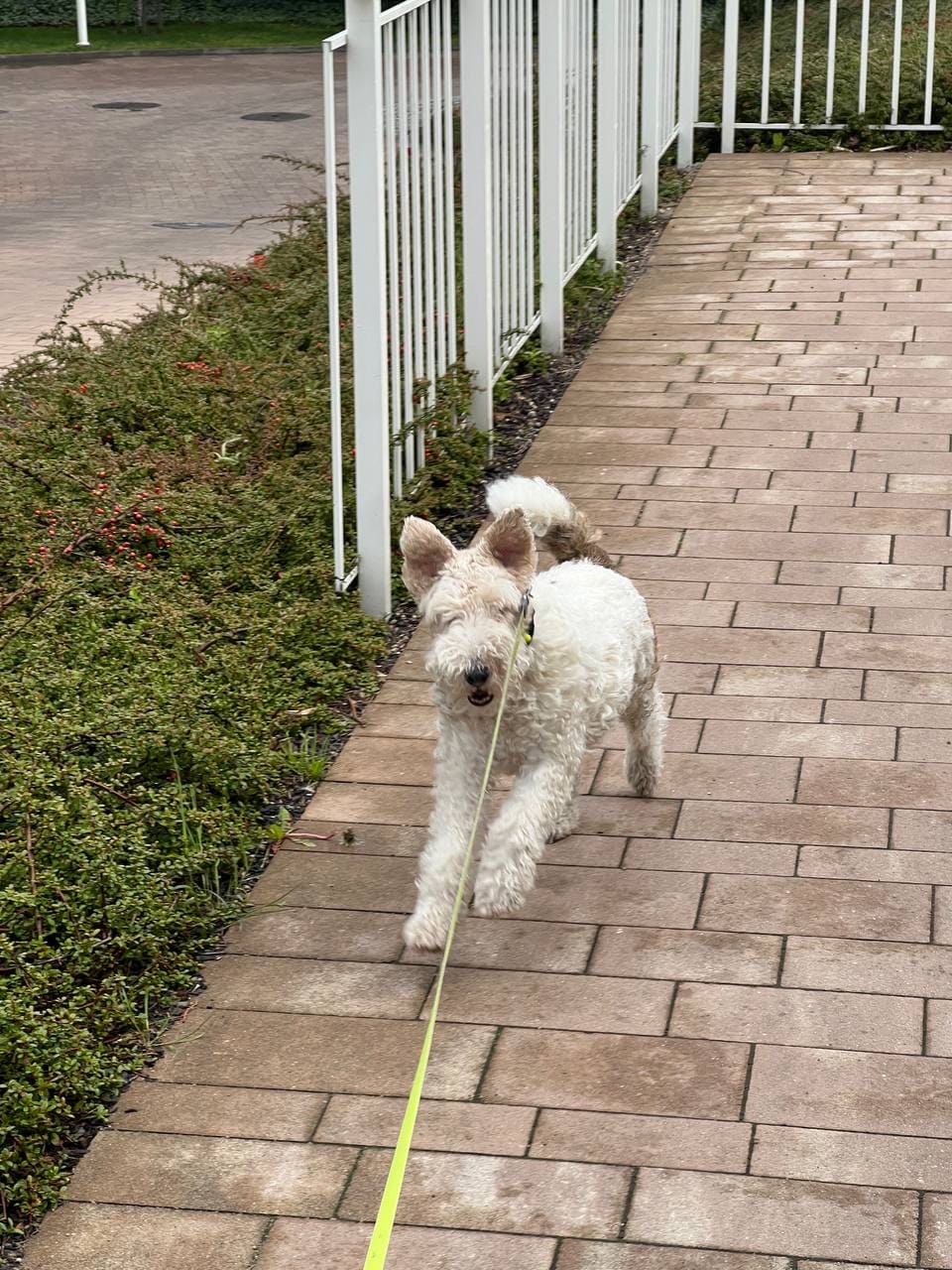 Alvis pet sitter in Warsaw