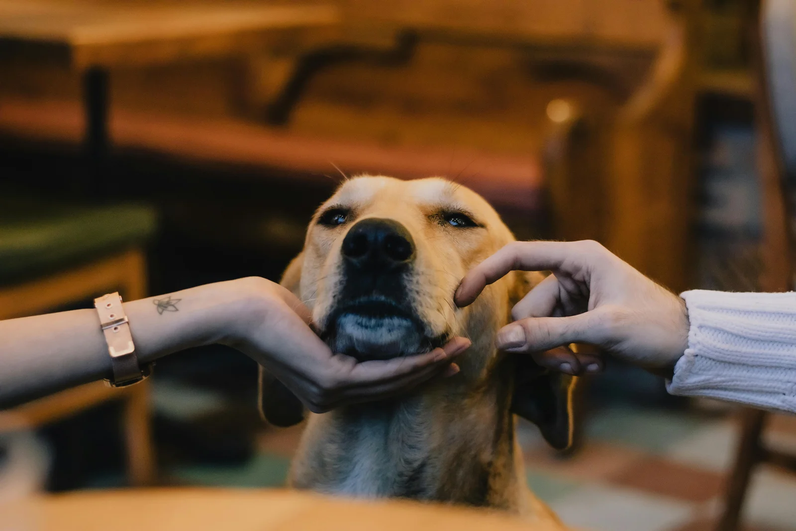 Become a pet sitter with an Alvis sitter