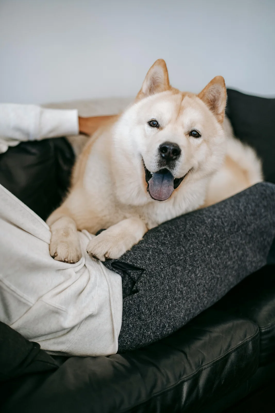 Kobieta z psem w domowym otoczeniu