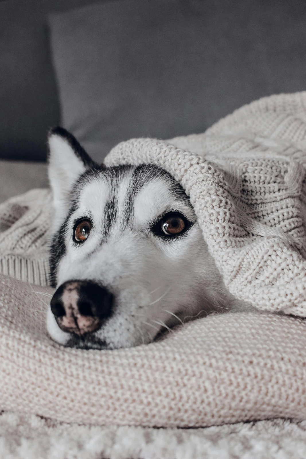 Husky leży na kanapie