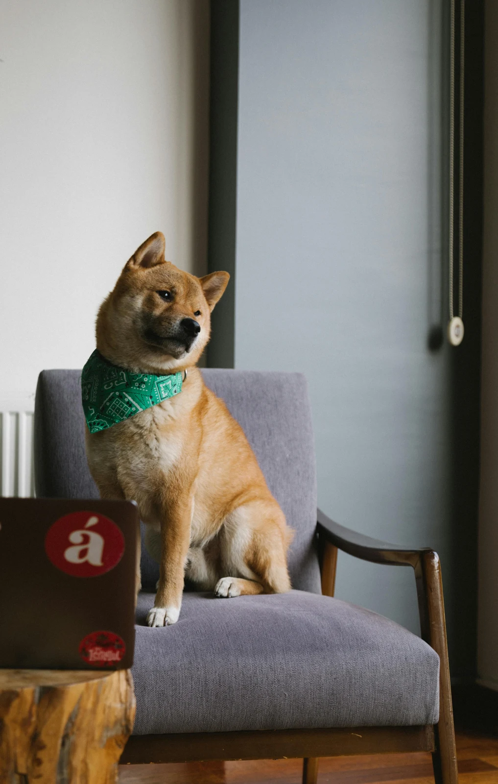 Shiba siedzi na krześle