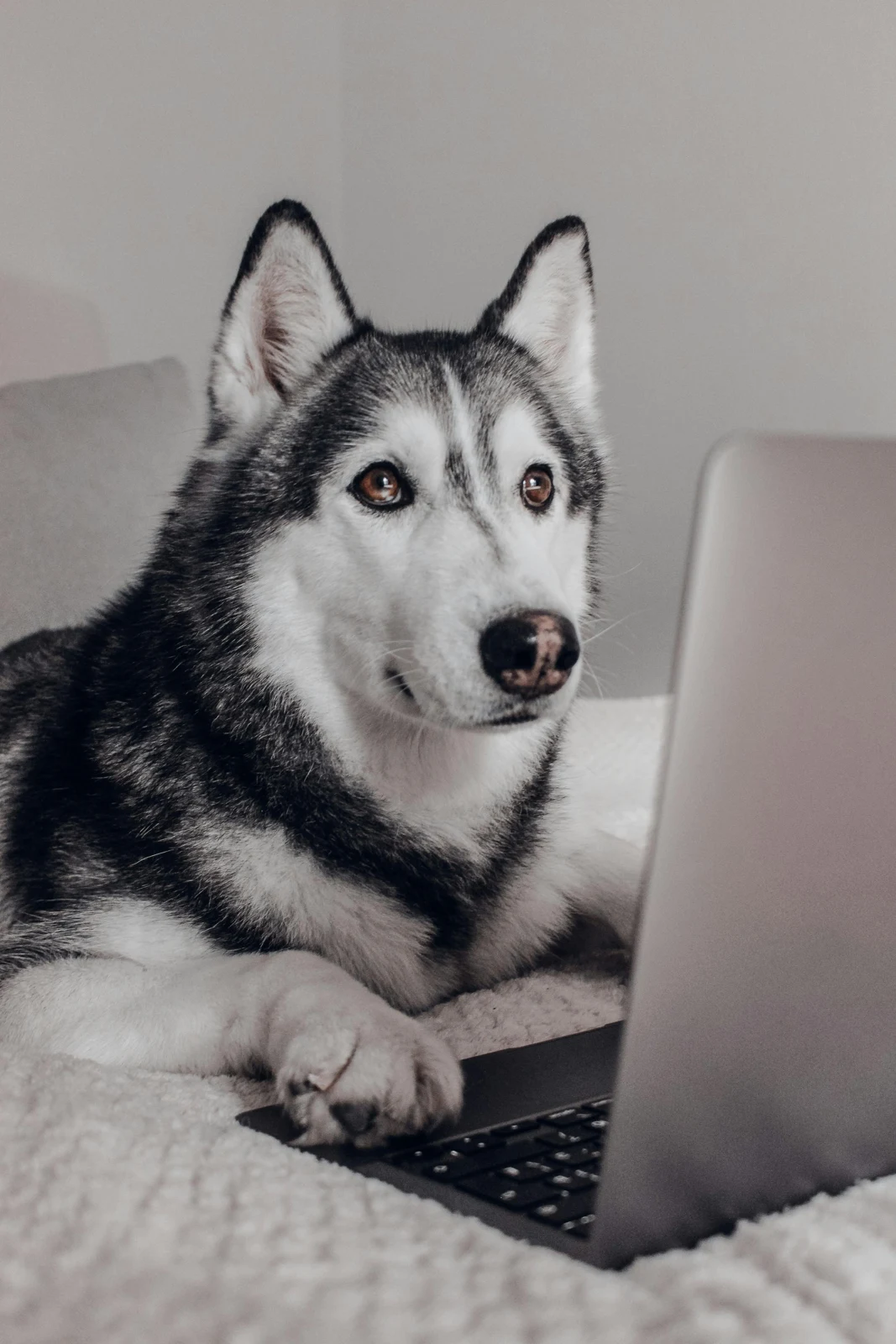 Husky odpoczywa na kanapie