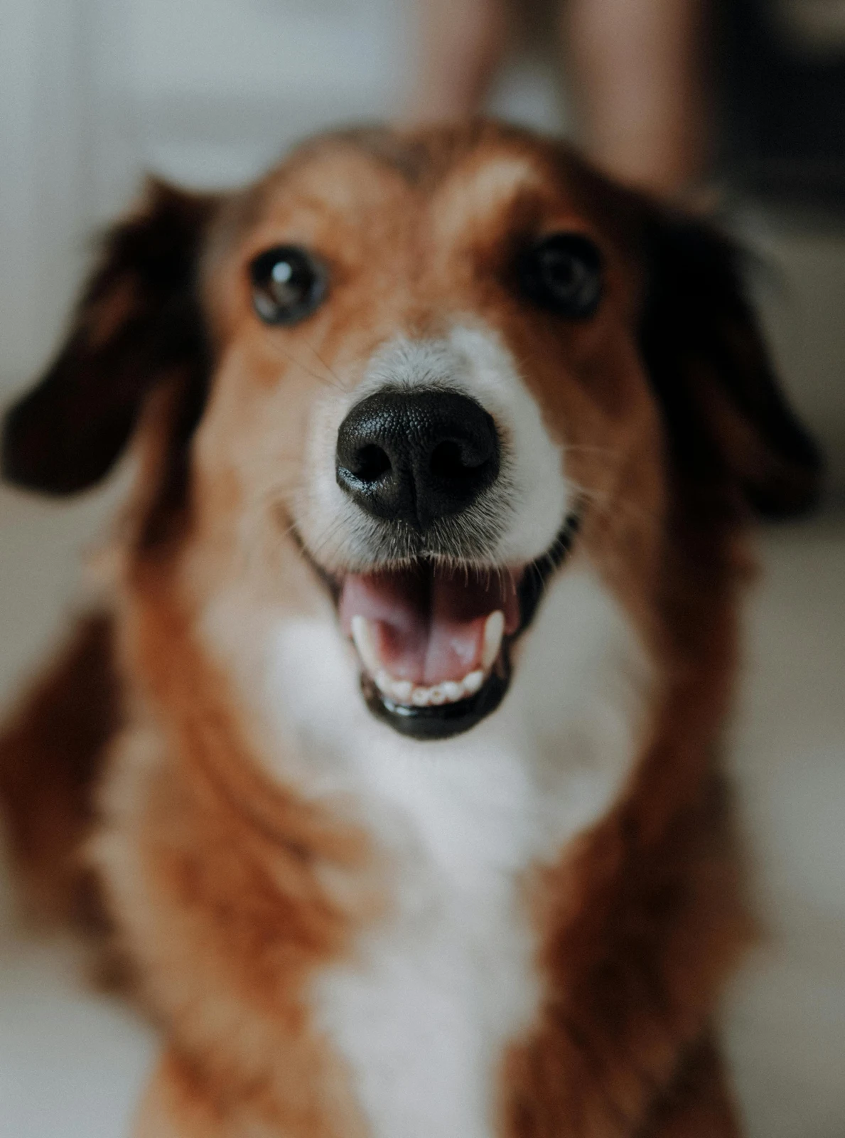 Corgi patrzy w stronę aparatu