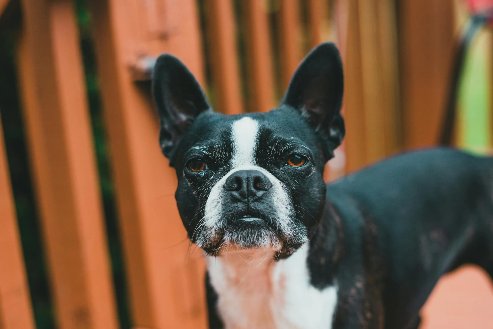 Buldog francuski na kanapie