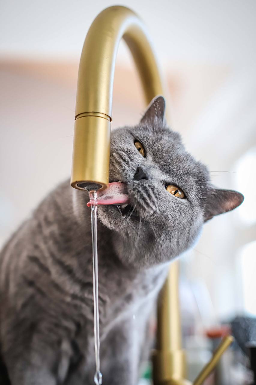 Cat during a sitter visit in its own home