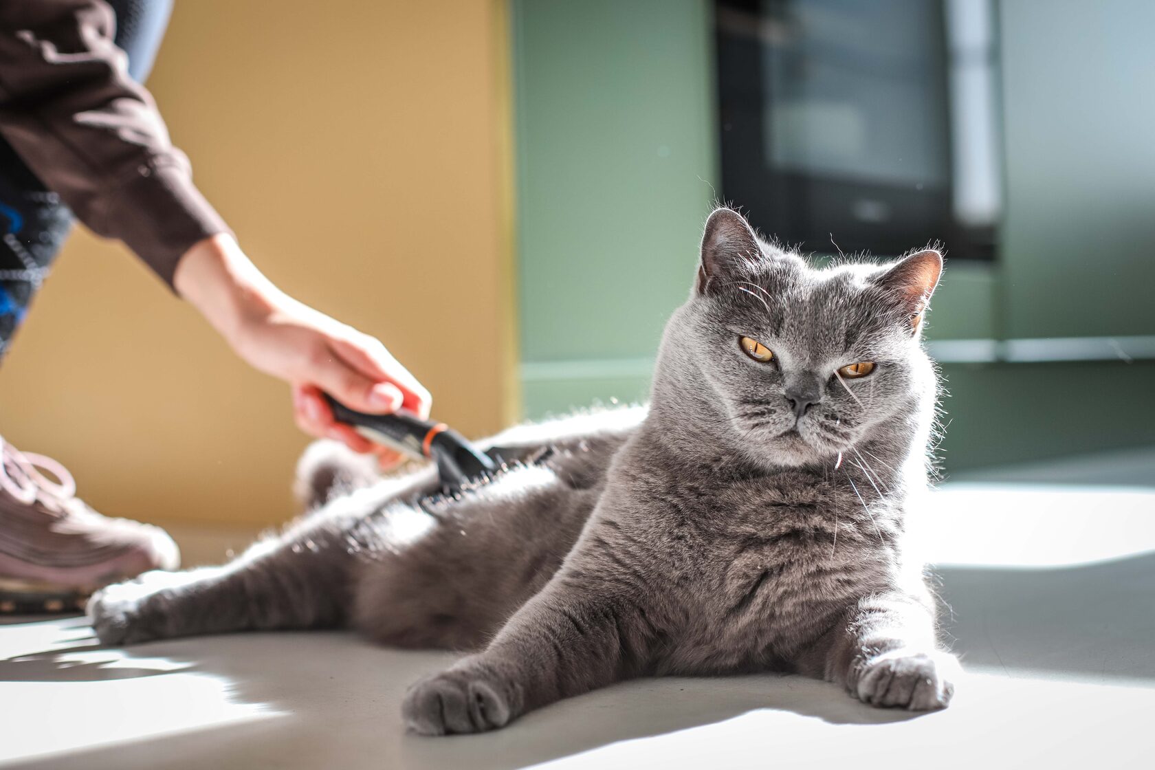 Cat during a sitter visit in its own home