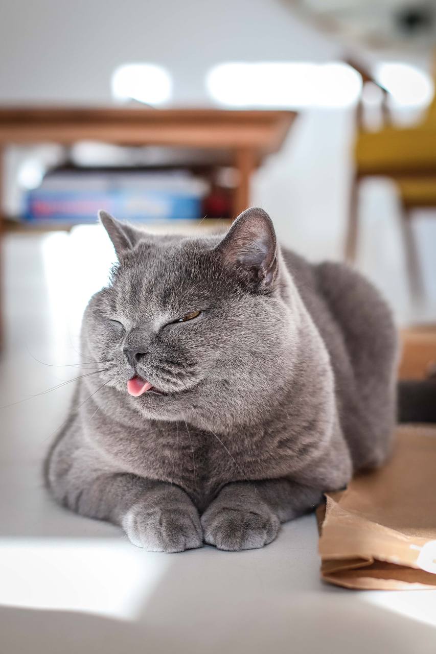 Cat during a sitter visit in its own home
