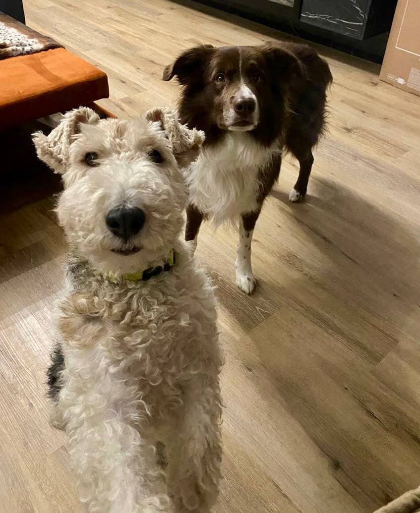 In-home pet care with an Alvis sitter