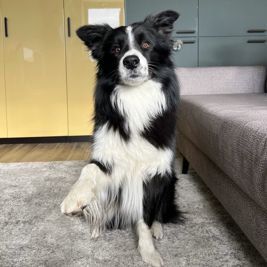 How pet care in Warsaw works