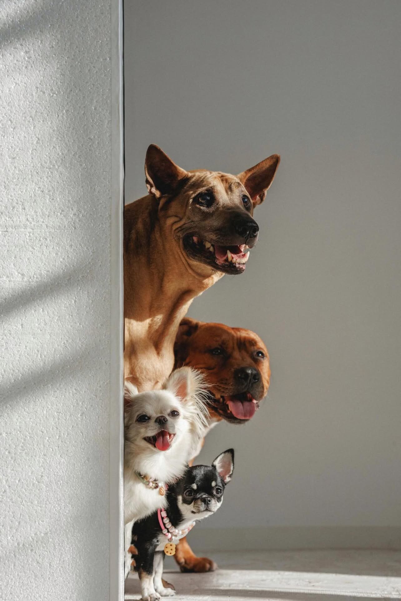 Alvis pet sitter in Warsaw