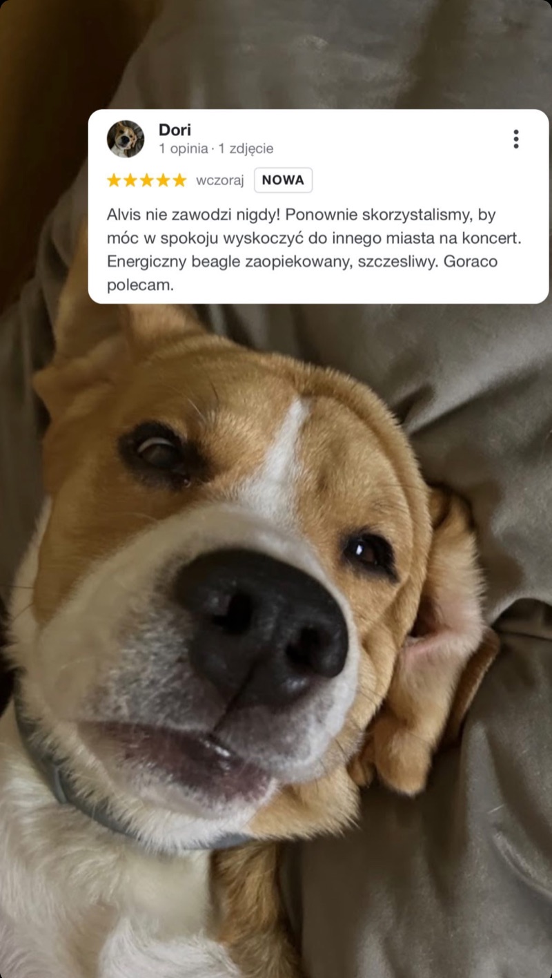 Фотография бигля и отзыв клиента Alvis