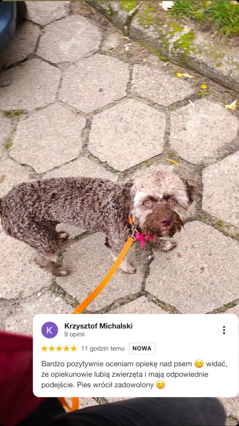 Фотография собаки на прогулке и отзыв об уходе Alvis