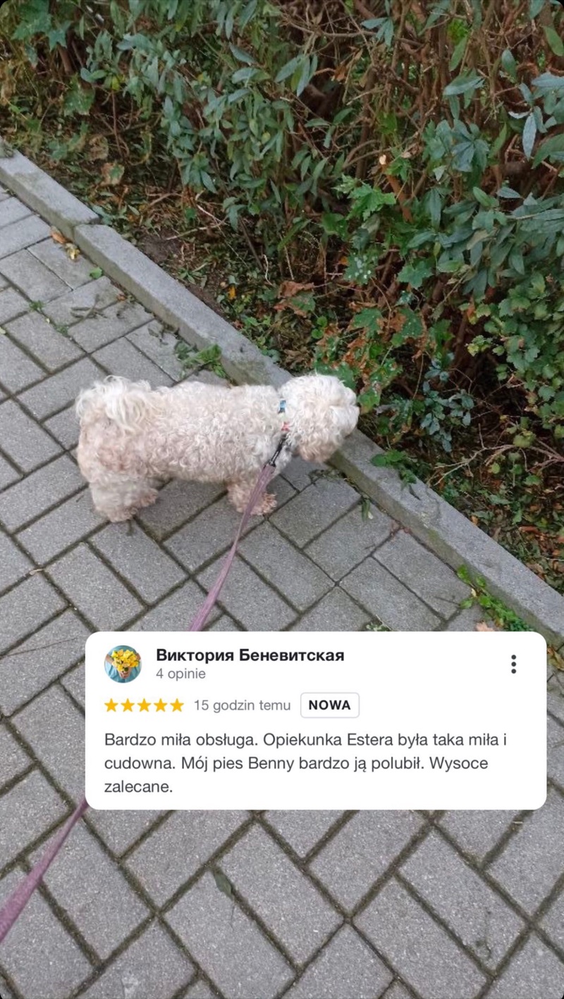 Фотография белой собаки на прогулке и отзыв об опекуне Alvis