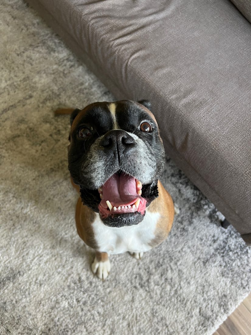Dog at home waiting for a suitable caregiver