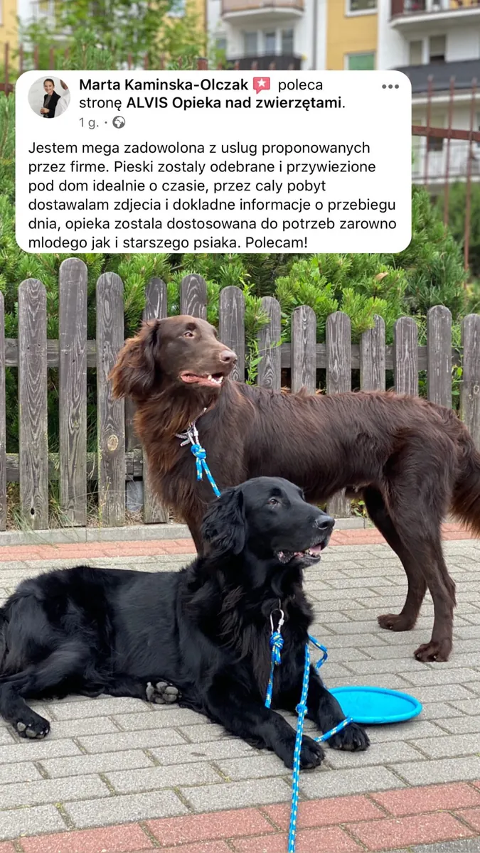 Отзыв клиента о сервисе Alvis