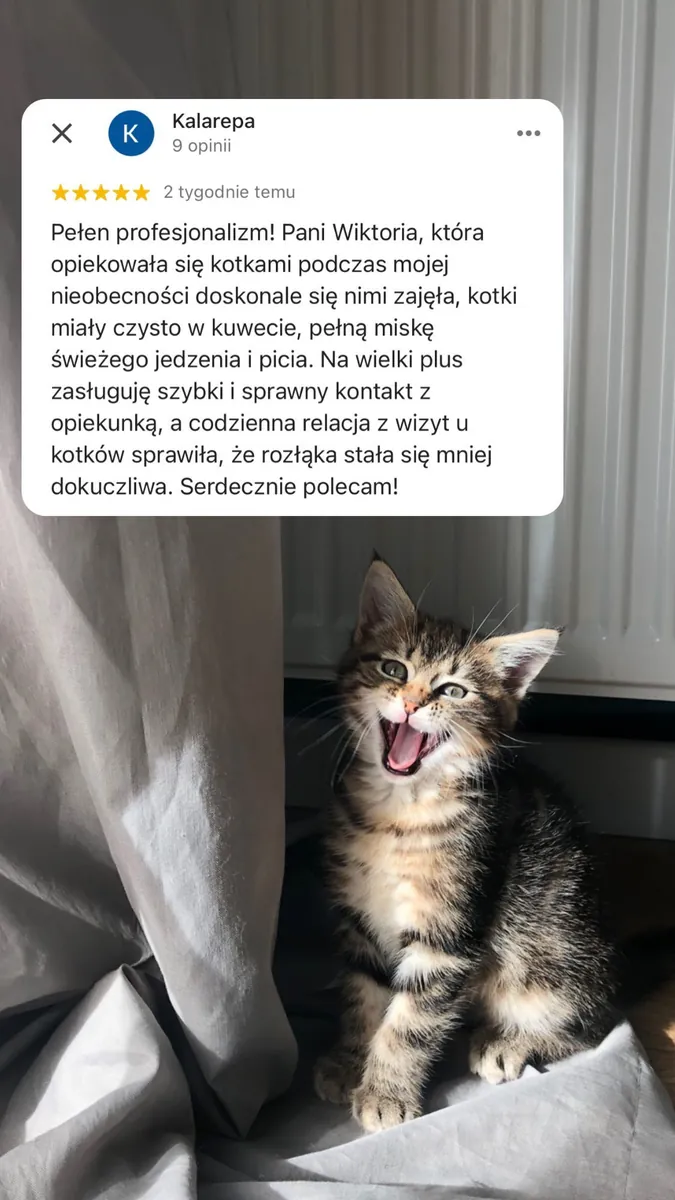 Отзыв клиентки об уходе за котом в Alvis