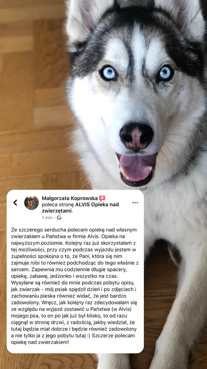 Отзыв клиента об уходе за собакой в Alvis