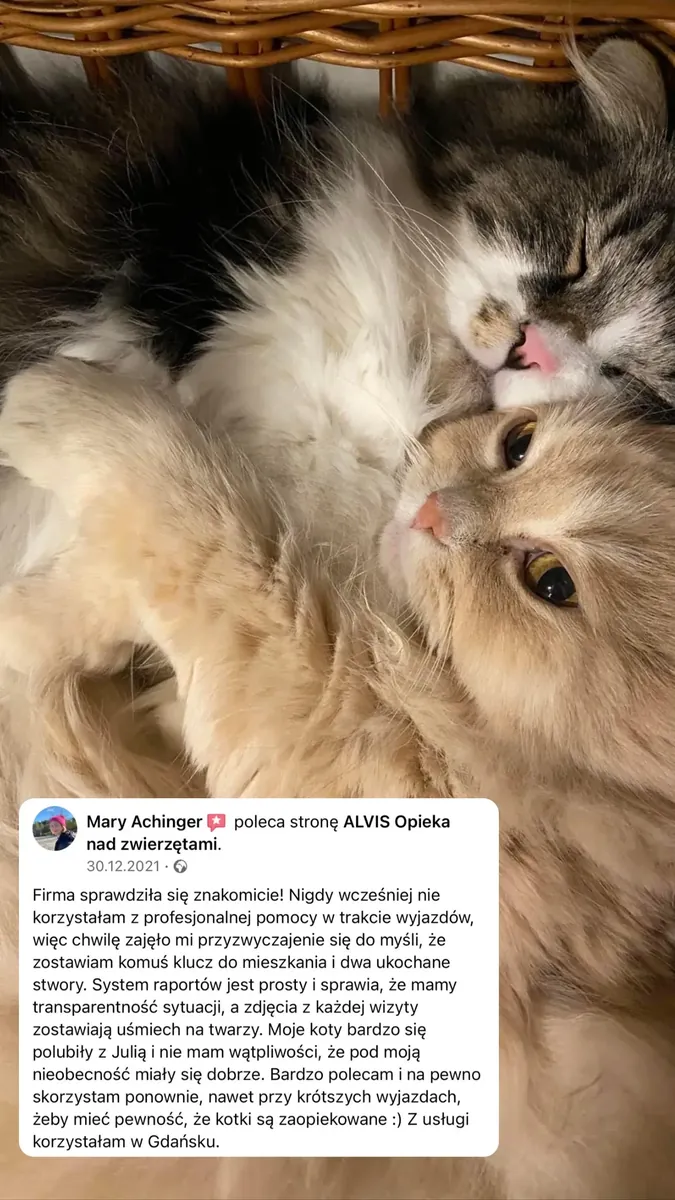 Рецензия клиента Alvis